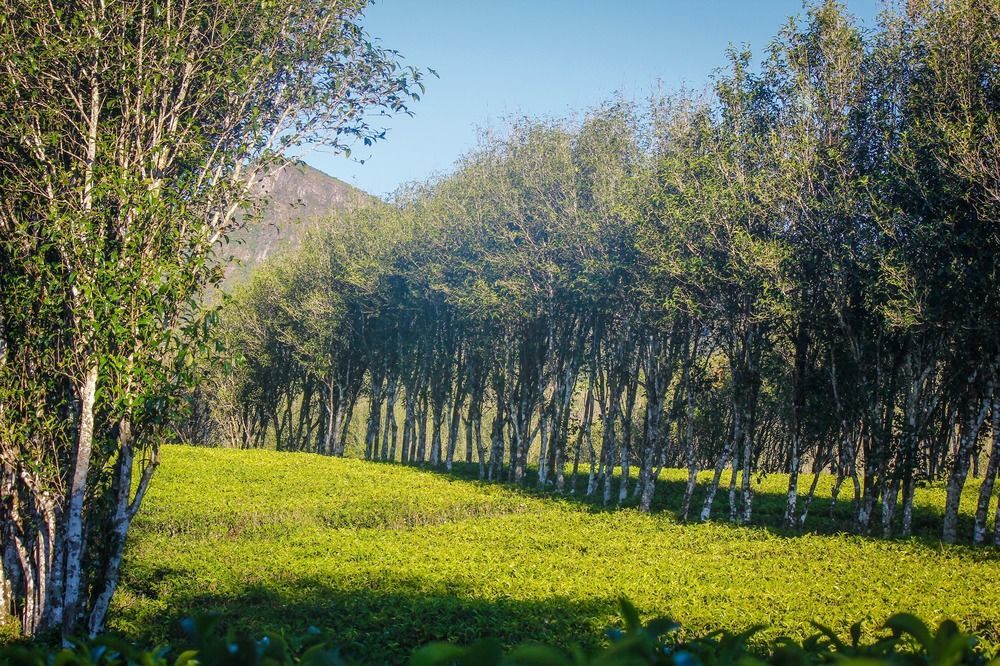 Hatale Tea Estate Bungalow Madulkele Exteriér fotografie