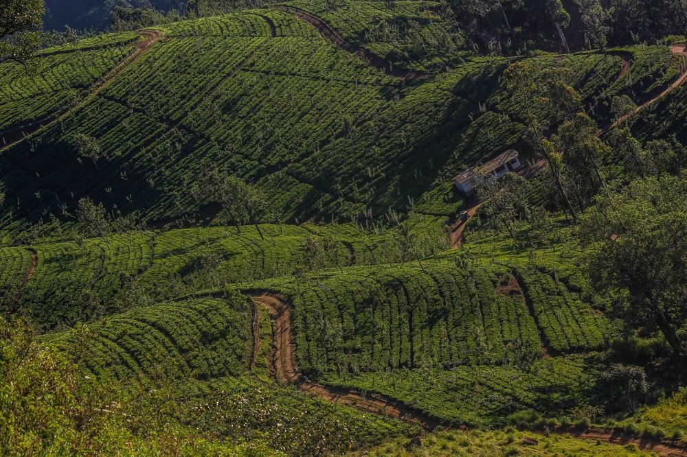 Hatale Tea Estate Bungalow Madulkele Exteriér fotografie